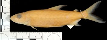 Media type: image;   Ichthyology 48045 Aspect: lateral
